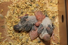 121226 --- Gruppbild av R9, R10, R11 och R12